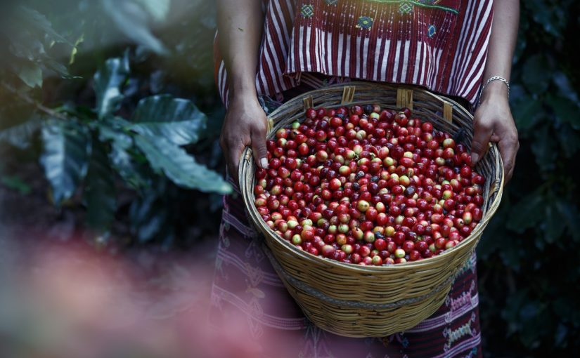 mielona kawa arabica